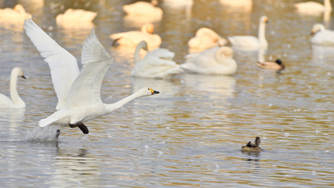 近藤沼・城沼の白鳥